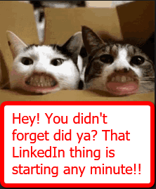 Weird looking talking cats